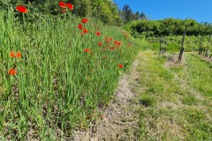 2021-05-30-Wanderung-Totenkopf-96