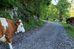 2021-07-11-Gravel-Tour-Schliersee-Tegernsee-47