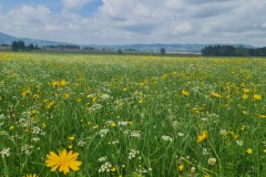 2022-05-14-Gravelbike-Tour-Sylvensteinspeicher-Walchensee-083