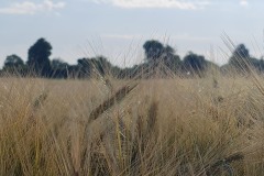 2022-06-16-Gravelbike-Tour-Augsburg-Ingolstadt-32