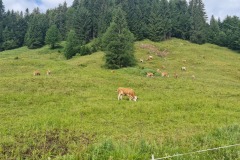 2022-07-09-Gravelbike-Tour-Alm-050