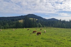 2022-07-09-Gravelbike-Tour-Alm-053