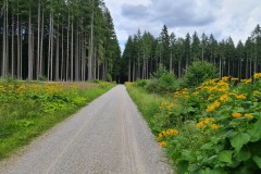 2022-07-09-Gravelbike-Tour-Alm-104