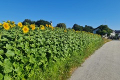 2022-07-16-Gravelbike-Tour-Muenchen-Regensburg-025