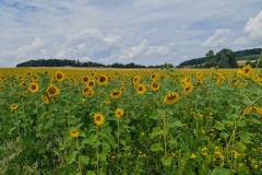 2022-07-29-Graveltour-Muenchen-Honau-063