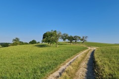 2022-07-30-Graveltour-Honau-Kaiserstuhl-014