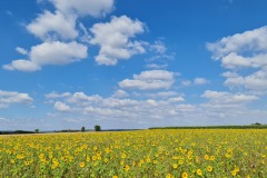 2022-07-30-Graveltour-Honau-Kaiserstuhl-050