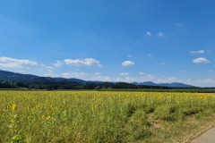 2022-07-30-Graveltour-Honau-Kaiserstuhl-052