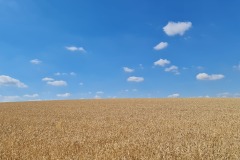 2022-07-30-Graveltour-Honau-Kaiserstuhl-053