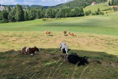 2022-07-30-Graveltour-Honau-Kaiserstuhl-092