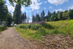 2022-07-30-Graveltour-Honau-Kaiserstuhl-095