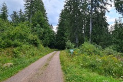 2022-07-30-Graveltour-Honau-Kaiserstuhl-110