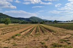 2022-07-30-Graveltour-Honau-Kaiserstuhl-119