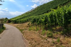 2022-07-30-Graveltour-Honau-Kaiserstuhl-122