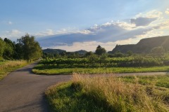 2022-07-30-Graveltour-Honau-Kaiserstuhl-151
