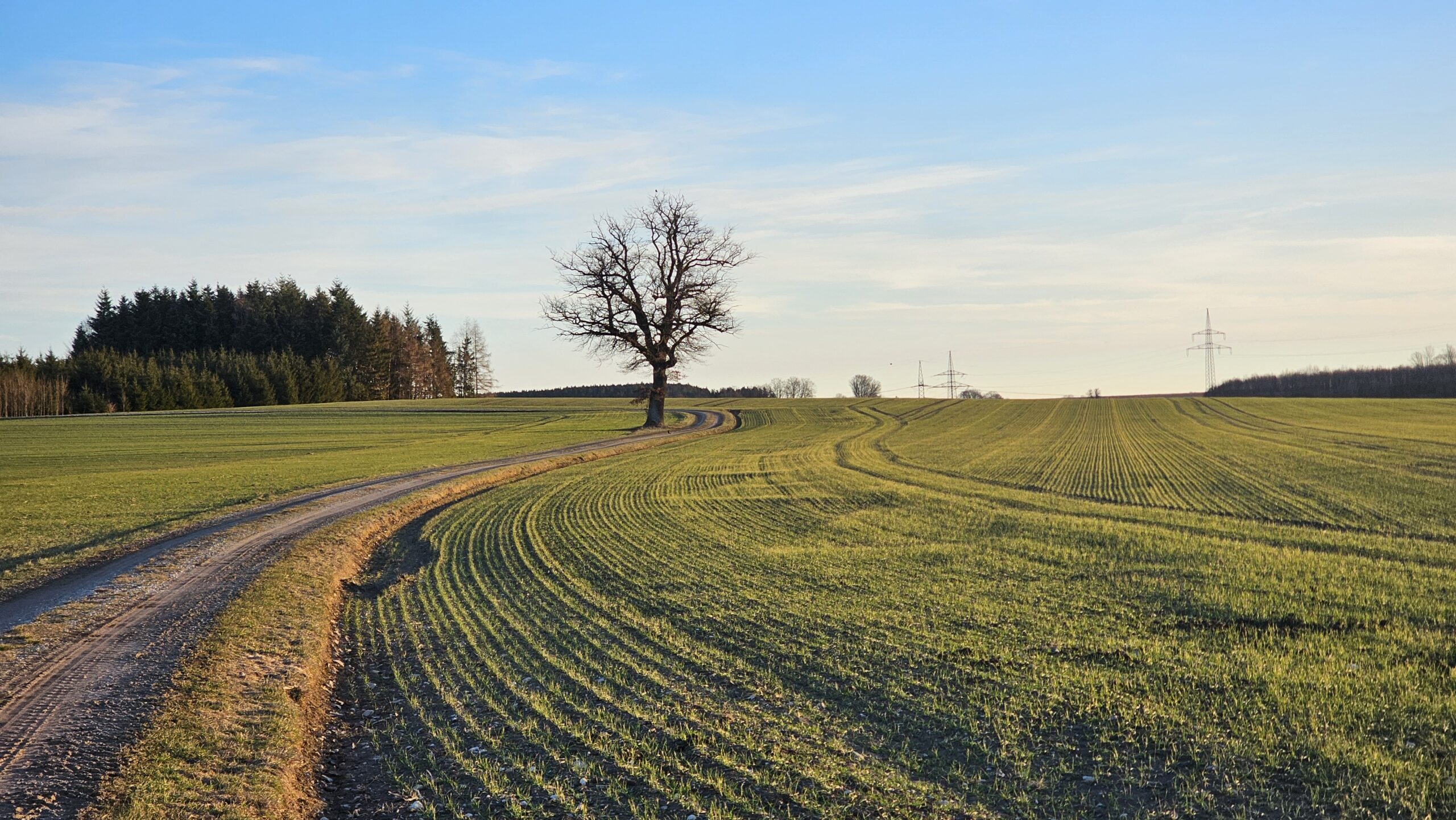 Feldweg an Wintergetreide mit einzelnem kahlen Baum