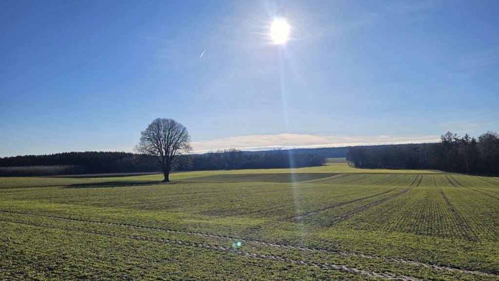Einzelner Baum auf einem Feld im Gegenlicht