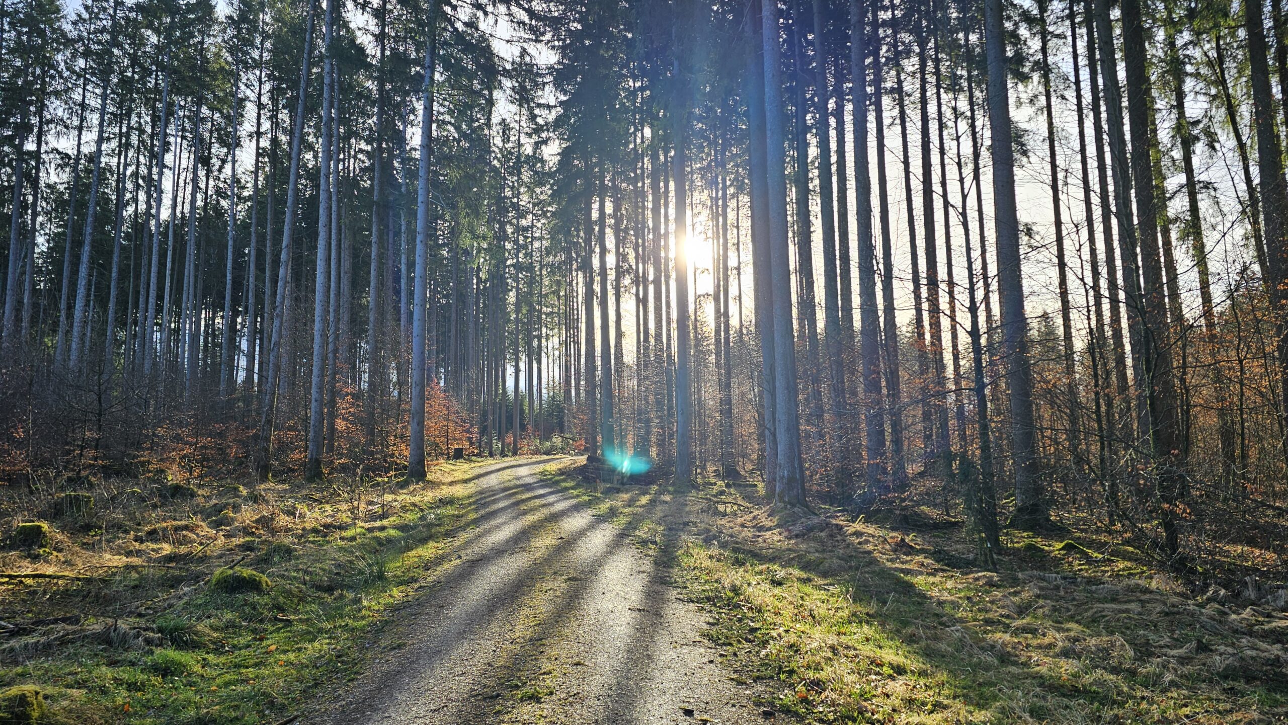 Waldweg zwischen hohen Fichten im Gegenlicht