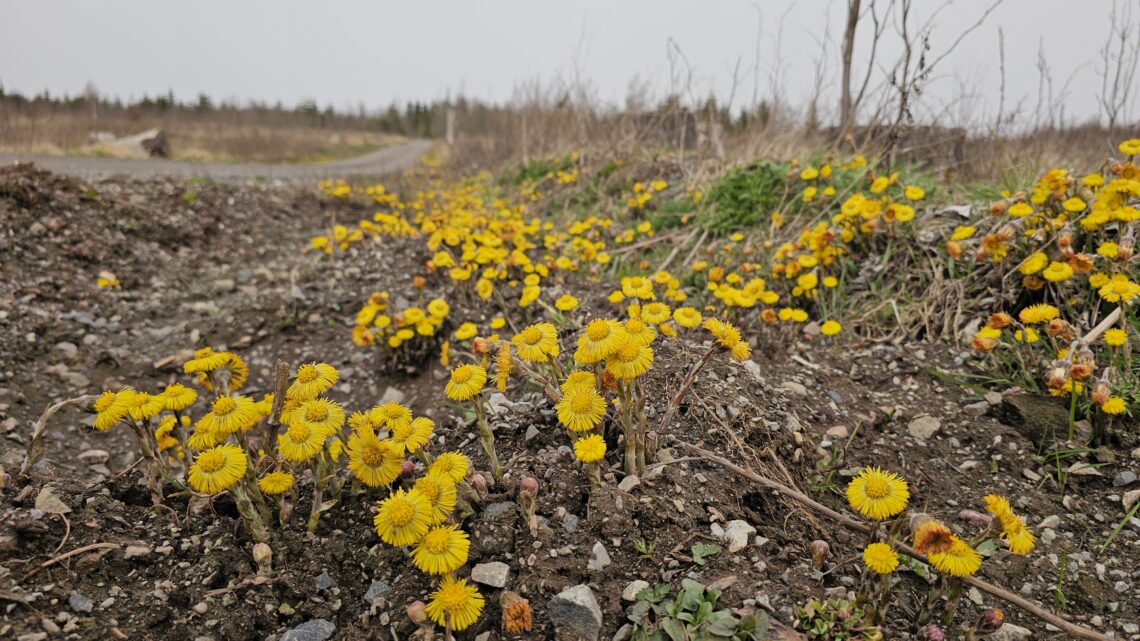 Graveltour von Sondershausen durch den Harz nach Niederndodeleben bei Magdeburg