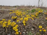 Graveltour von Sondershausen durch den Harz nach Niederndodeleben bei Magdeburg