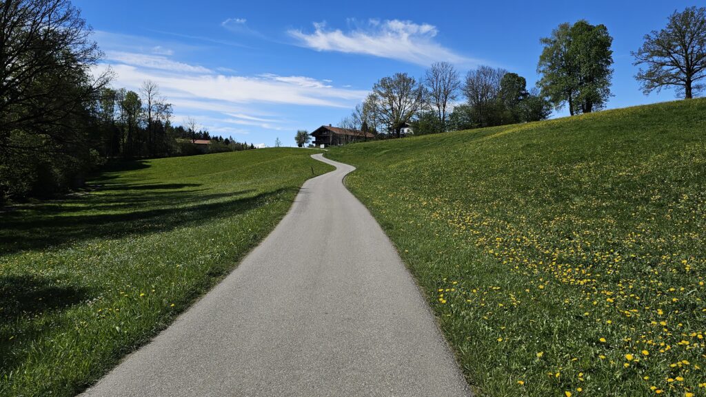 Asphaltweg zwischen Löwenzahnwiesen und Bäumen
