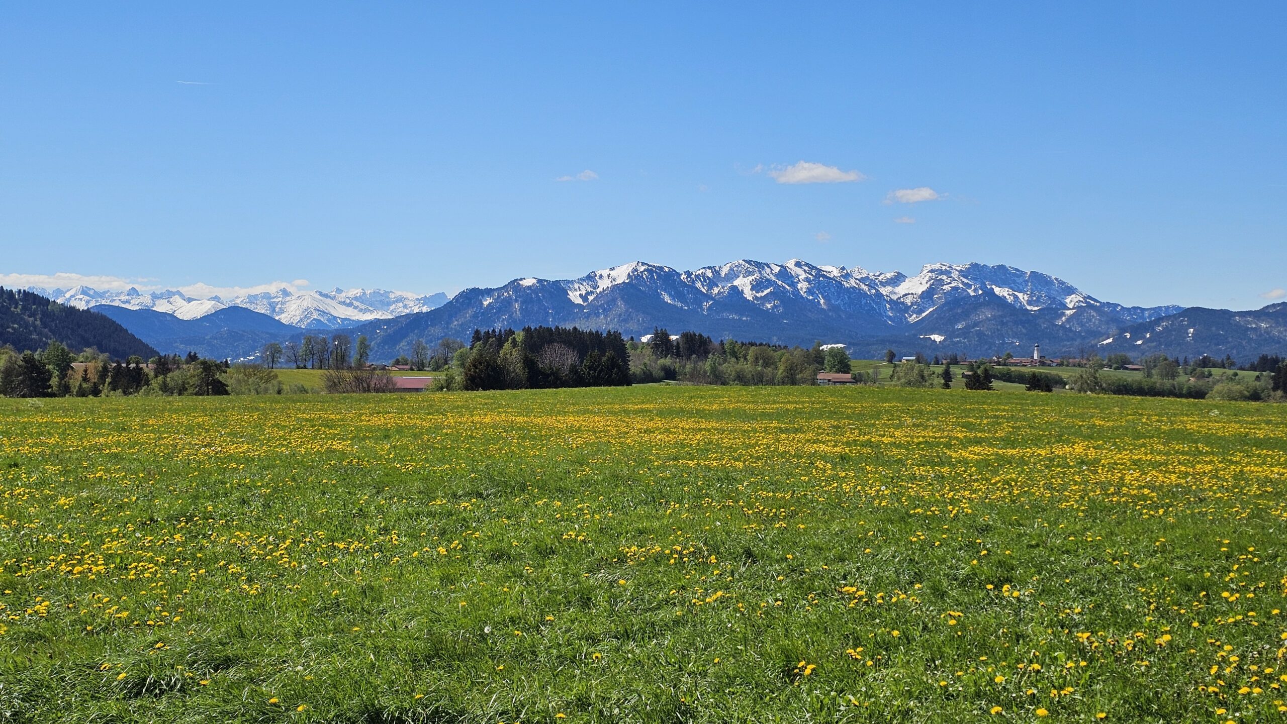 Löwenzahnwiese vor dem verschneiten Alpenpanorama im Frühling
