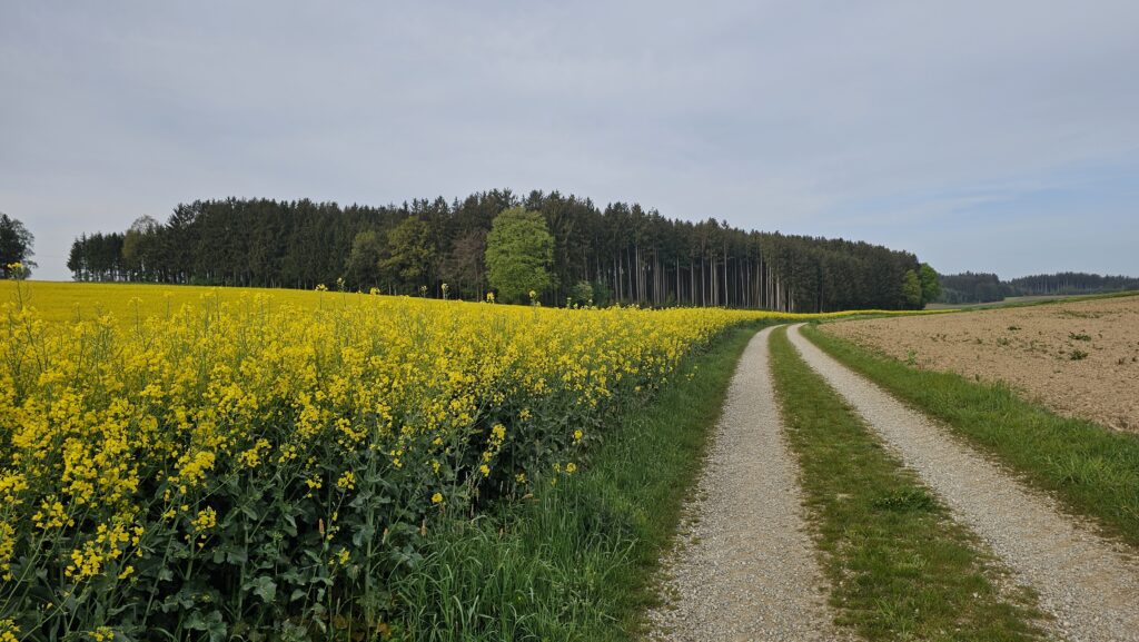 Feldweg zwischen blühendem Rapsfeld und Acker