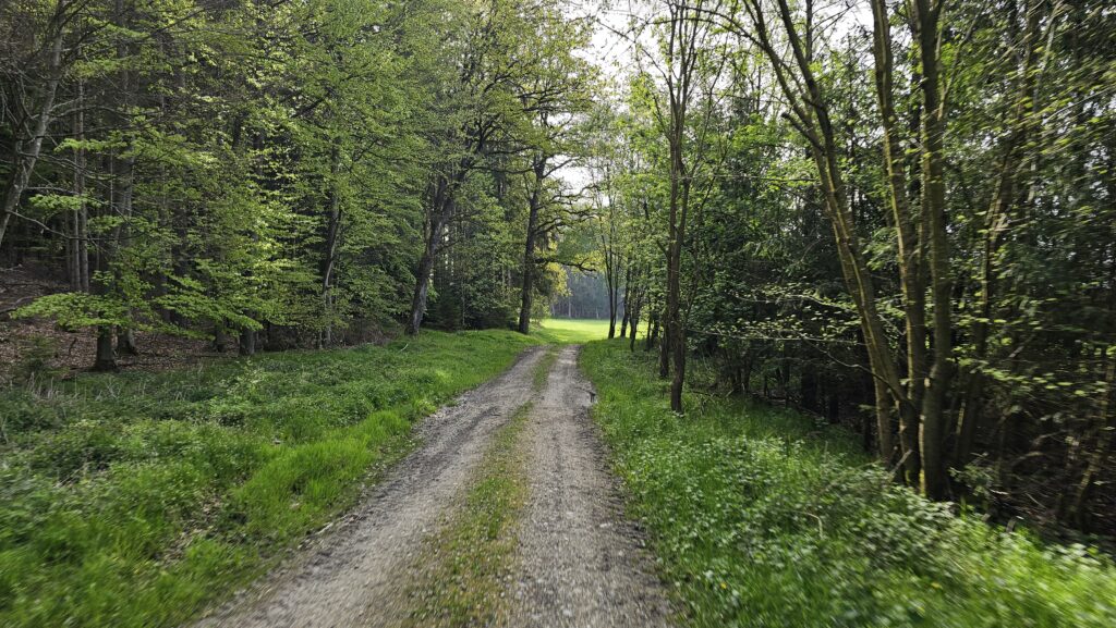 Grasiger Waldweg durch frisches Frühlingsgrün