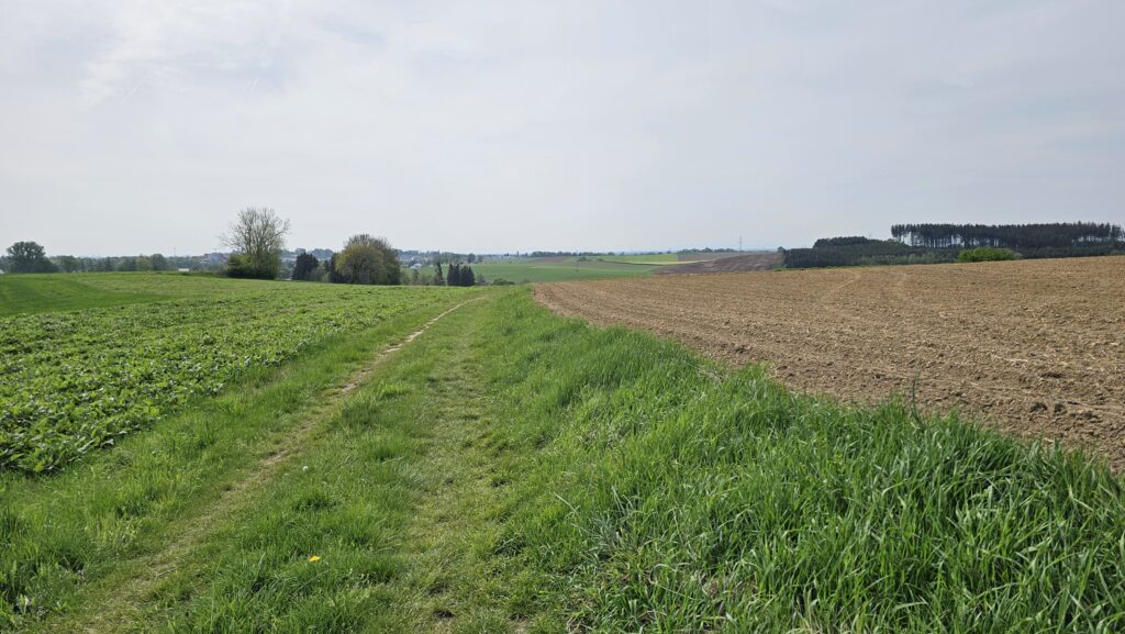 Grasweg zwischen Feldern unter bewölktem Himmel