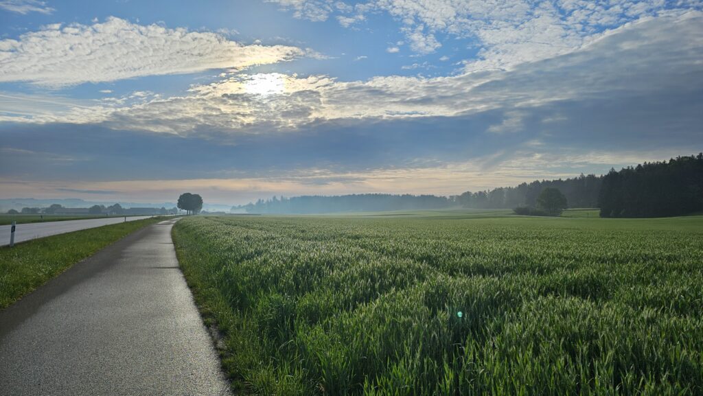 Asphaltweg neben Getreidefeld im Morgenlicht