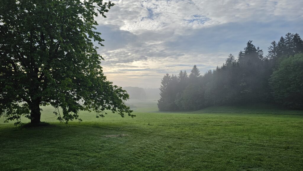 Einzelner Baum auf einer Wiese vor dem Waldrand im Morgennebel