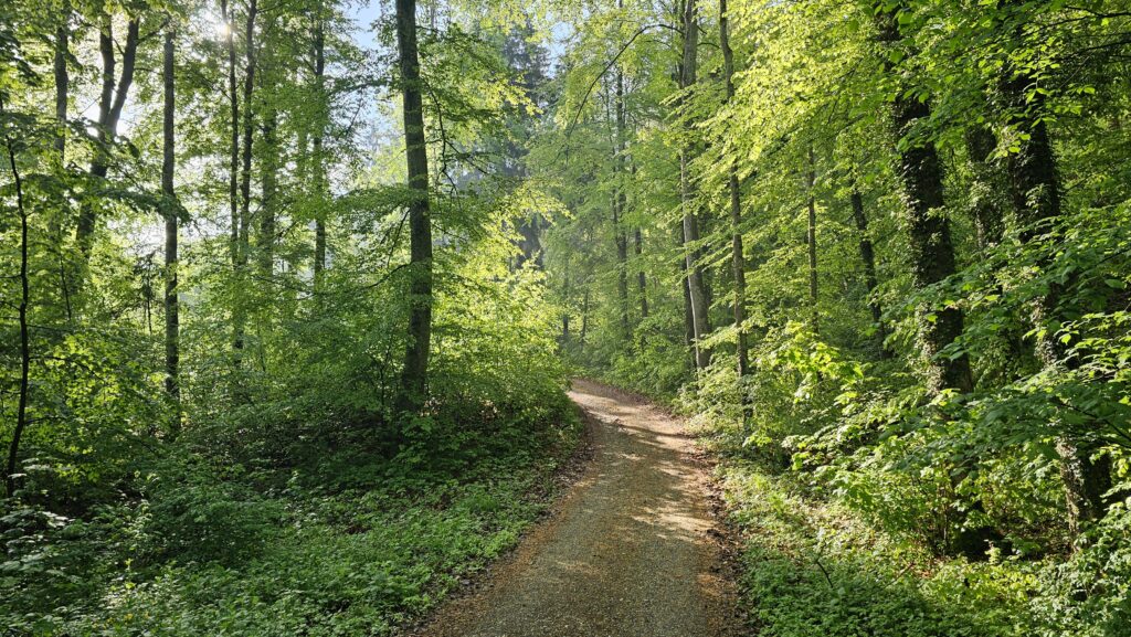 Erdweg durch hellgrünen Laubwald im Frühling