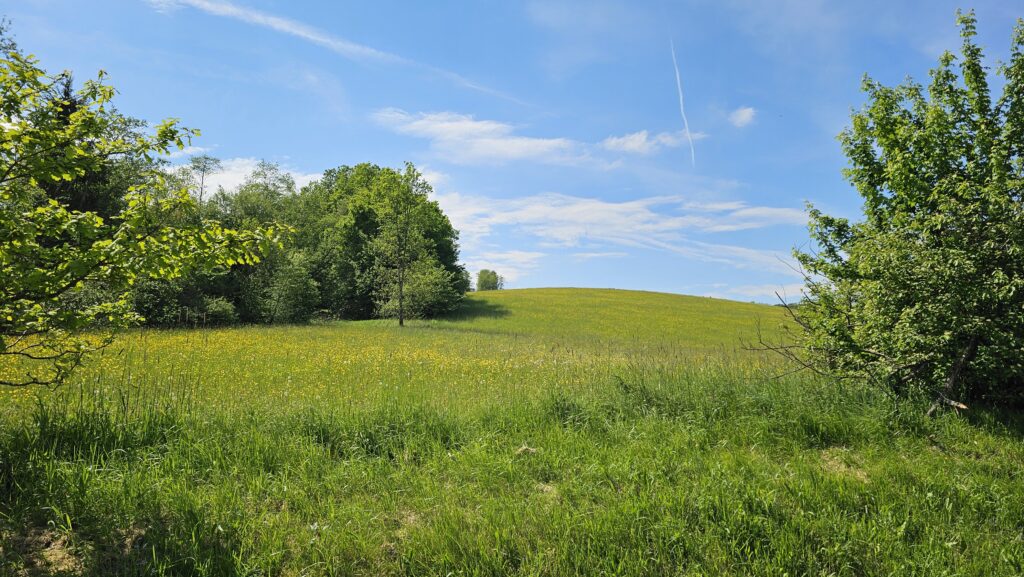 Sonnige Wiese mit Büschen unter blauem Himmel