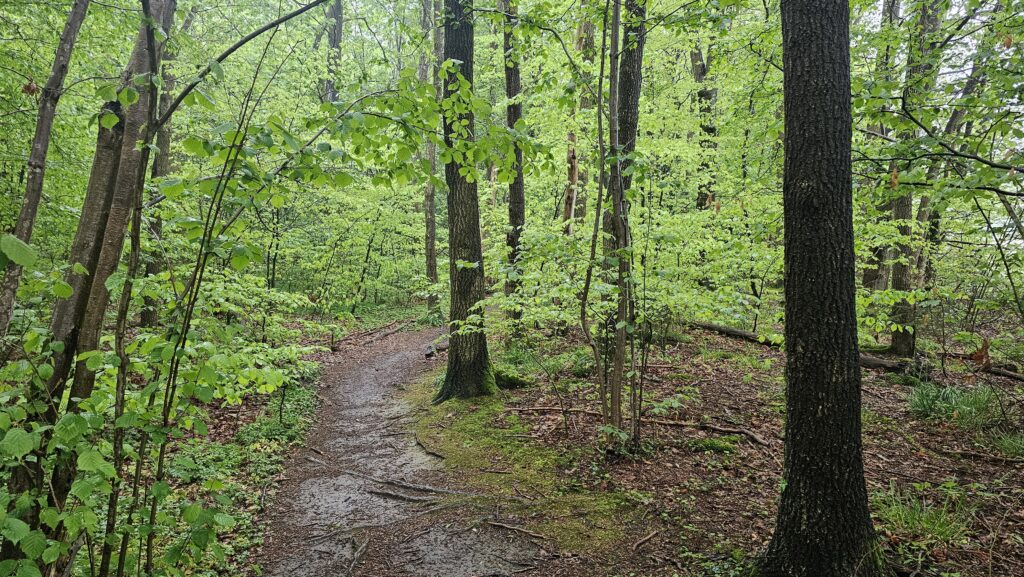 Matschiger Pfad durch frühlingsgrünen Buchenwald
