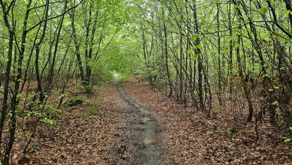 Waldweg mit Laub zwischen jungen Bäumen