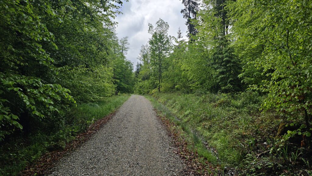 Schotterweg durch grünen Mischwald auf dem Weg zu den Osterseen