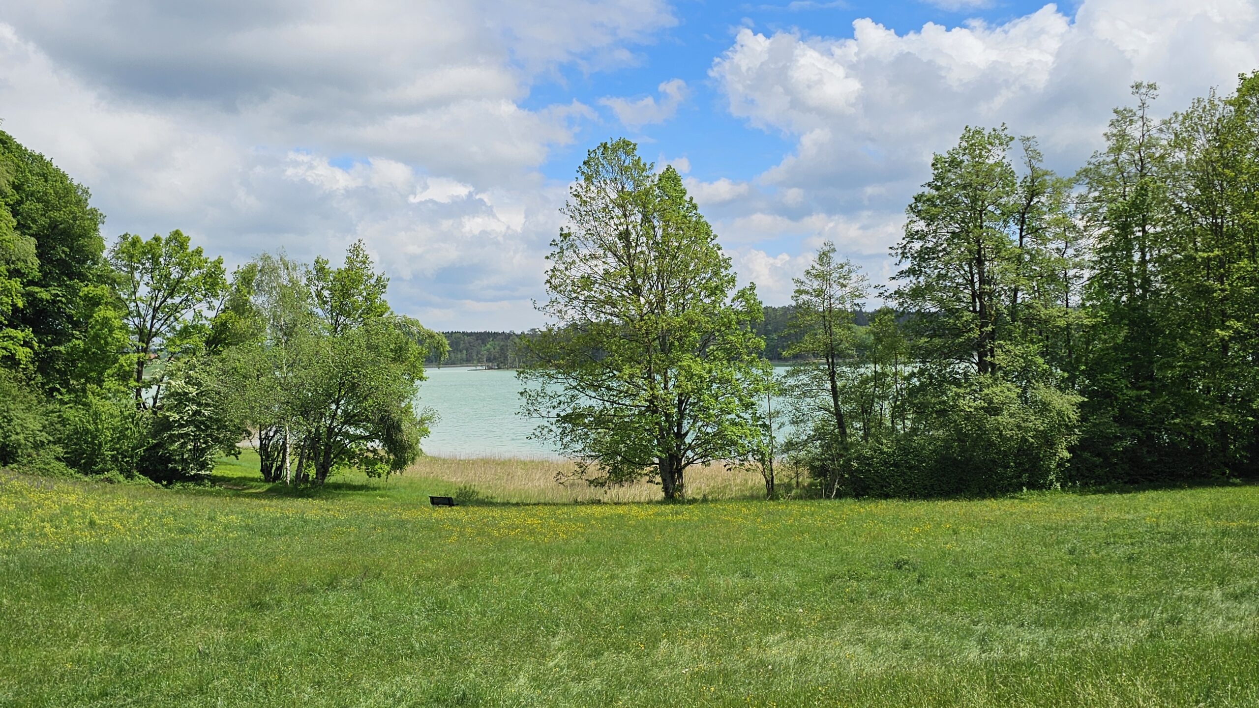 Wiese mit Bäumen am Ufer der Osterseen