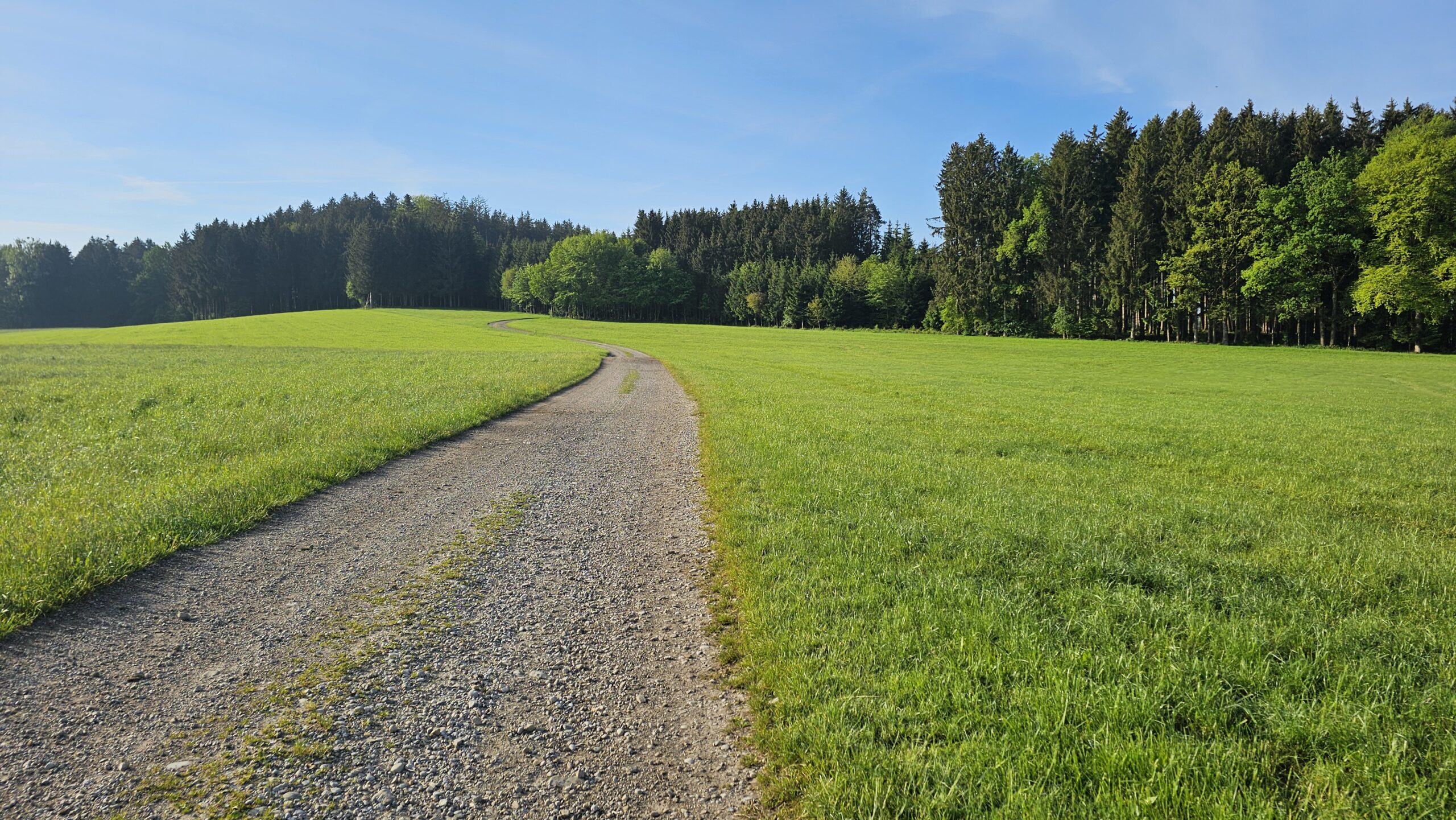 Schotterweg über eine Wiese zum Waldrand