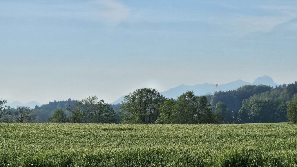 Getreidefeld mit Waldrand und Bergen im Dunst