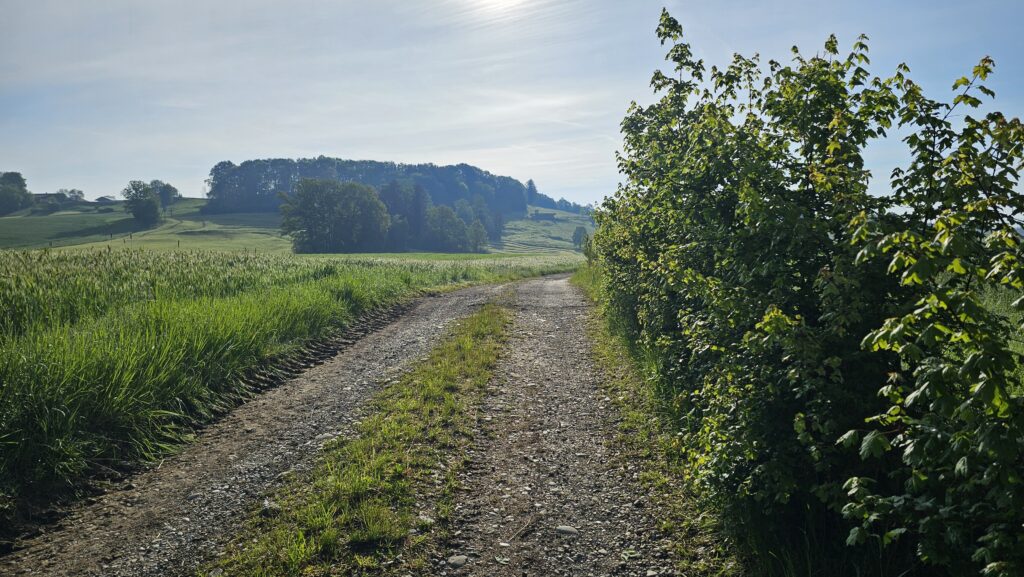 Zweispuriger Feldweg entlang einer Hecke
