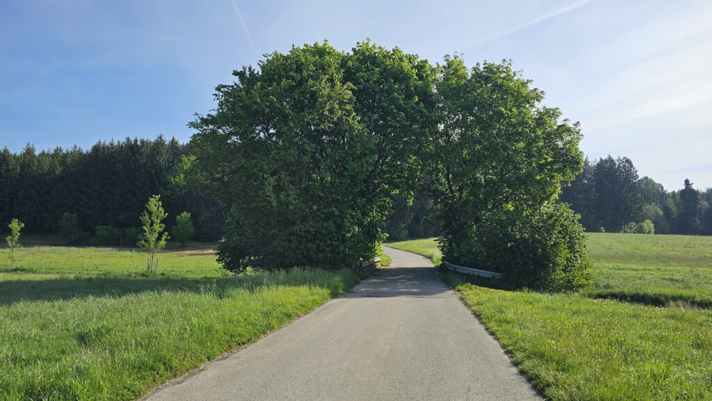 Asphaltweg durch Wiesen an einer großen Baumgruppe