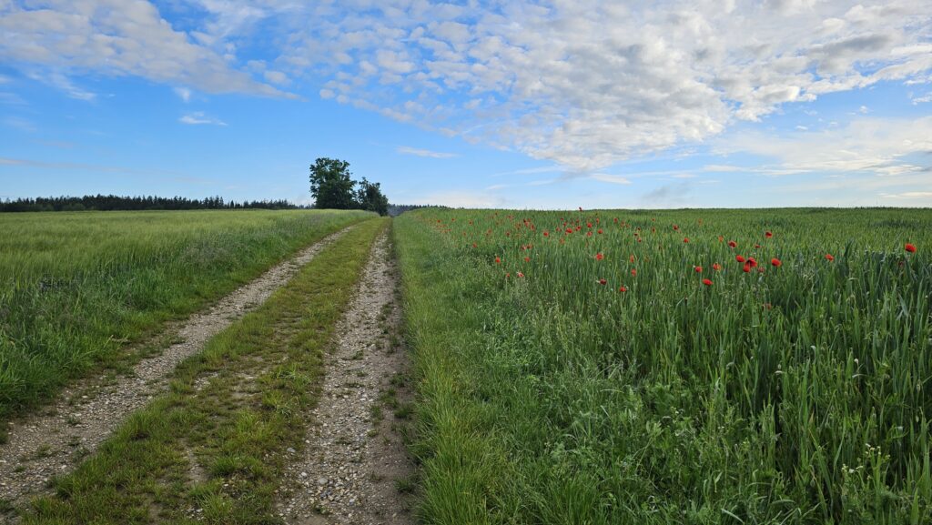 Feldweg zwischen Getreidefeldern mit Mohnblüten