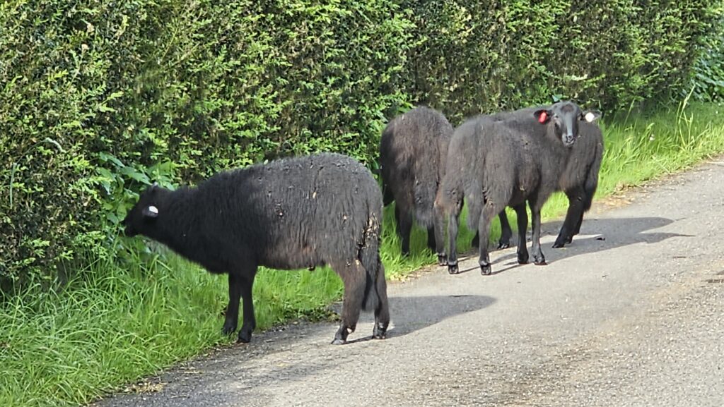 Schwarze Schafe auf einer schmalen Straße