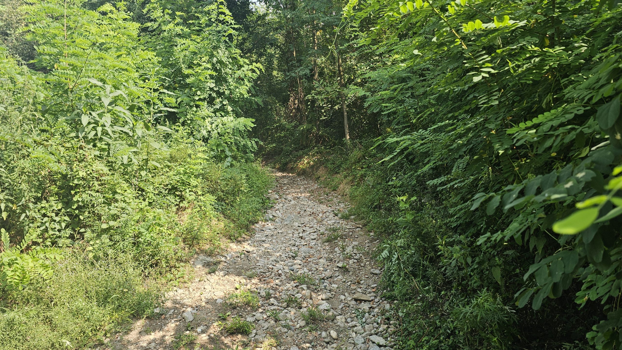 Schmaler Schotterpfad durch dichtes Grün zwischen Montorfano und Mailand