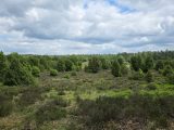 Von Fachwerkidylle zu sommerlichen Feldern: Unterwegs von Celle nach Asendorf