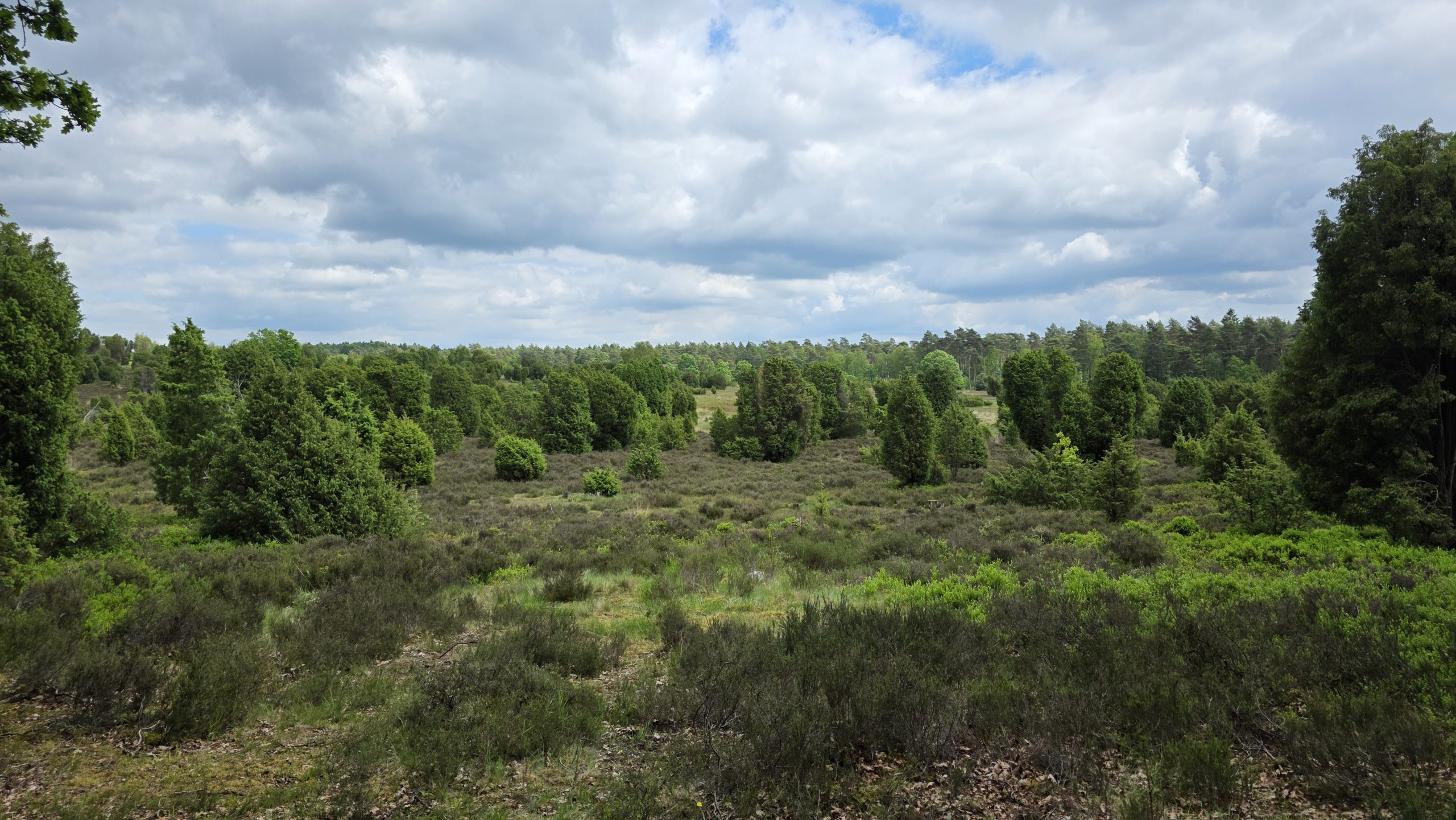 Heidelandschaft mit Wacholderbüschen in der Lüneburger Heide