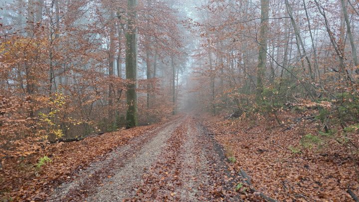 Im kalten Nebel versunken: Eine frische Gravel-Runde im Münchner Osten