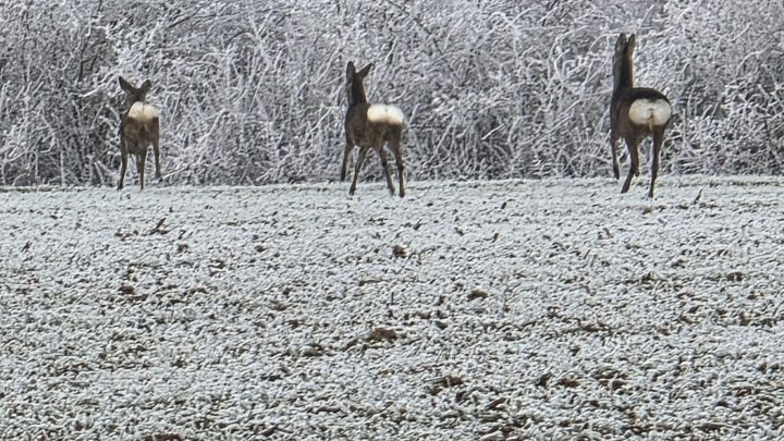 Die Frost-Prüfung: 8,5 Stunden Eiszeit in Richtung Aichach