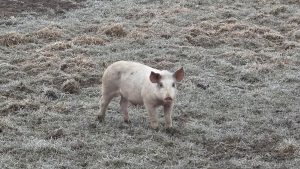 The Fog: 106 Kilometer durch das graue Nichts