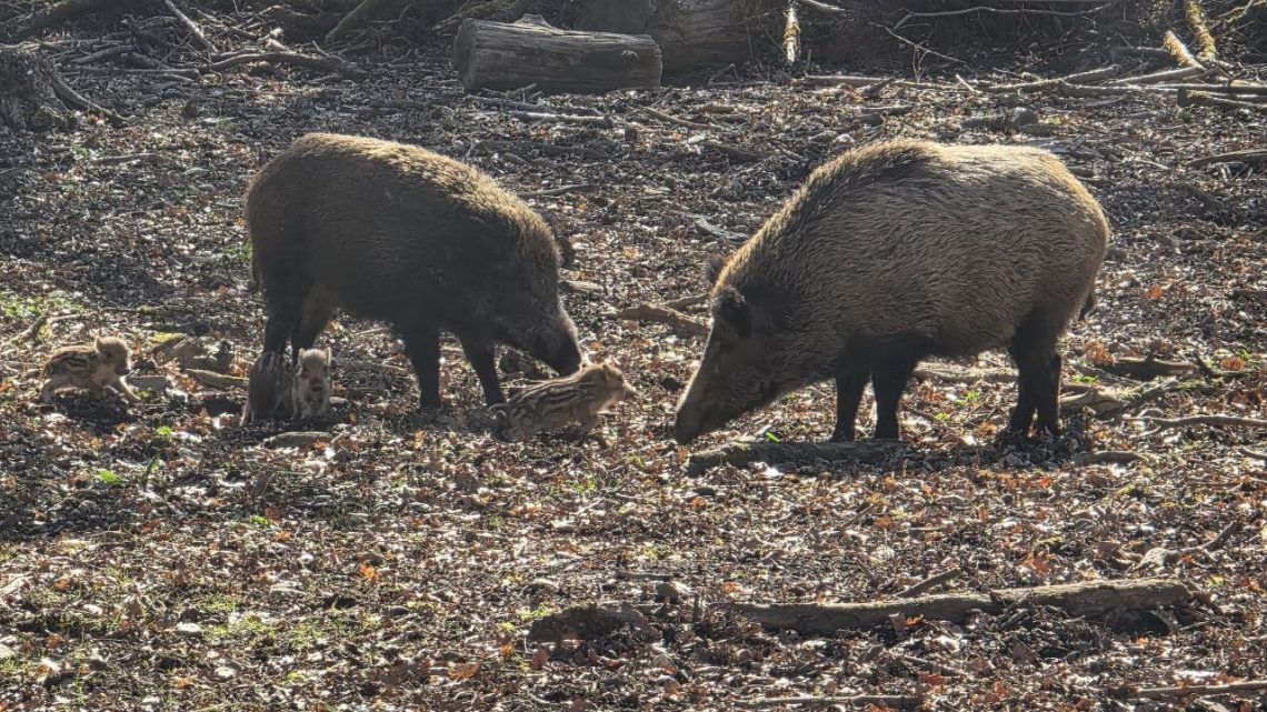 Wilde Borsten im Gegenlicht: Kaltstart in den Münchner Süden